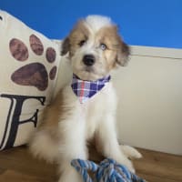 Aussiedoodle-Toto