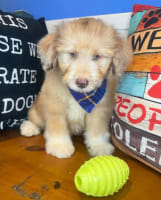 Aussiedoodle-Beamer