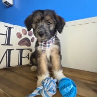 Aussiedoodle-Molly