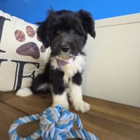 Aussiedoodle-Tavish