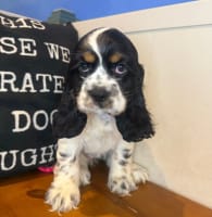 Cocker Spaniel-Shilo