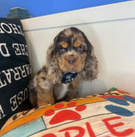 Cocker Spaniel-Maverick
