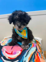 Maltipoo-Viggo