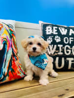 Maltipoo-Orla
