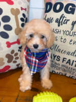 Maltipoo-PeeWee