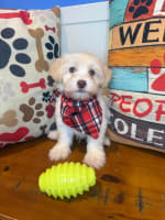 Maltipoo-Diablo