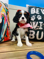 Cavalier King Charles Spaniel-Puff