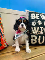 Cavalier King Charles Spaniel-Astrid