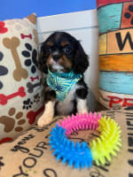 Cavalier King Charles Spaniel-Dozer