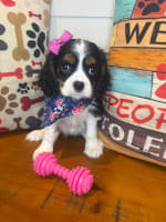 Cavalier King Charles Spaniel-Azul