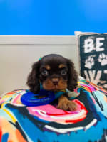 Cavalier King Charles Spaniel-Dobby