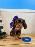 Cavalier King Charles Spaniel-Lady Godiva