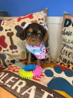 Cavalier King Charles Spaniel-Bluebell