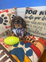 Cavalier King Charles Spaniel-Cuddles