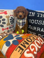 Goldendoodle-Zev