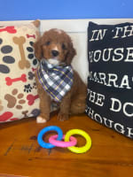 Goldendoodle-Dougal