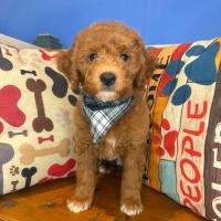 Goldendoodle-Bobbie