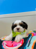Morkie-Brody