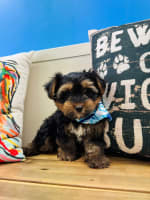Morkie-Wild Bill