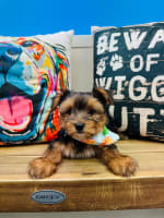 Morkie-King