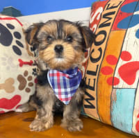 Morkie-Alistair