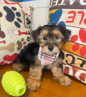 Morkie-Astro