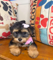 Morkie-Jewels