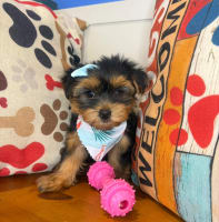 Morkie-Kosmo