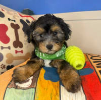 Yorkiepoo-Hobo