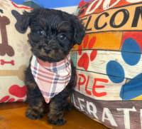 Yorkiepoo-Zar