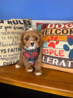 Cavapoo-Crouton