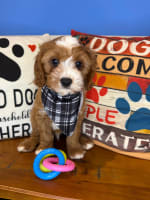 Cavapoo-Romeo