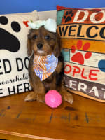 Cavapoo-Emiko