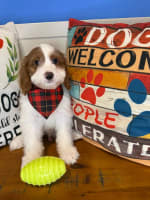 Cavapoo-Koda