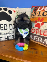 Cockapoo-Mara