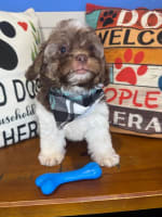 Shihpoo-Einstein