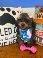 Shihpoo-Eva