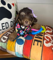 Shihpoo-Luella