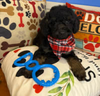Poodle-Barnaby