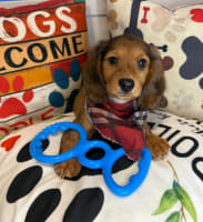 Dachshund-Dakota
