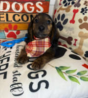 Dachshund-Lakota