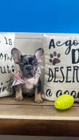 French Bulldog-Beans