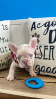 French Bulldog-Dijon