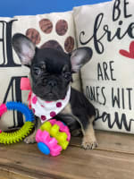 French Bulldog- Bailey