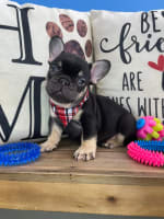 French Bulldog-Smores