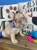 French Bulldog-Fudge