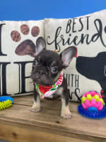 French Bulldog-Tiny Tina