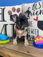 French Bulldog-Shasta
