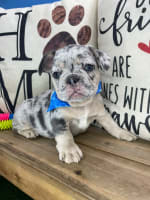 French Bulldog-Freckles