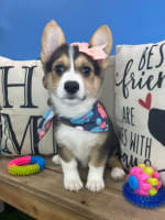Pembroke Welsh Corgi-Tilly